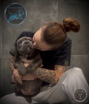 Štěňátka American Bully XL