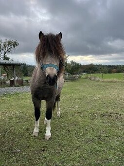 Hřebeček Pony