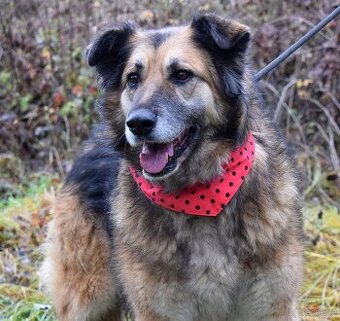 TALINN - NAJDE KONEČNĚ POHLAZENÍ A LÁSKU SVÝCH PÁNEČKŮ