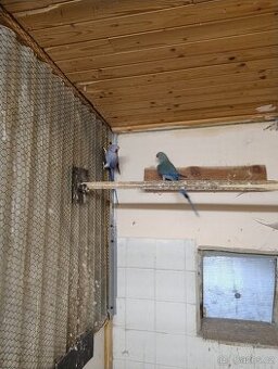 0.2 Alexandr malý Violetta