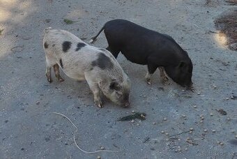 Gottingenské prasátko