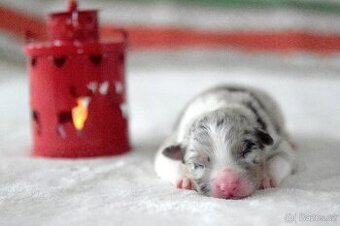 Australský ovčák s PP