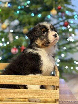 Australský ovčák s PP