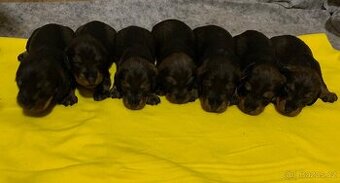 Jezevčík standard drsnosrstý s PP