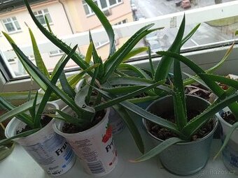 Aloe vera