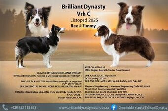 Štěňátka border kolie s PP