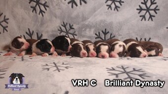 Štěňátka border kolie s PP