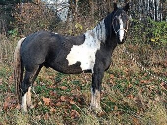 Hřebec Barock pinto