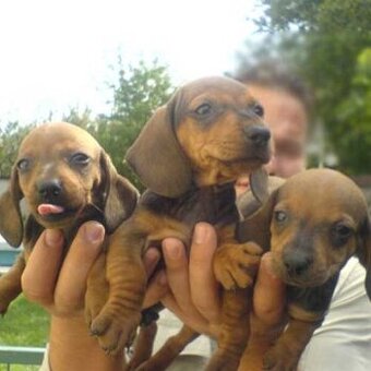 Jezevčík trpasličí krátkosrstý