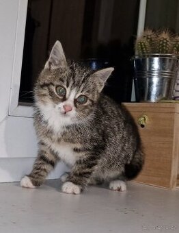 Zdarma do dobrých rukou