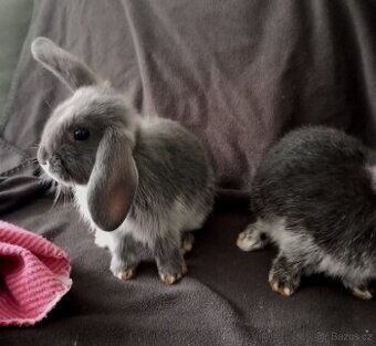 Zakrslý beránek králíček