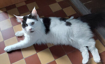 Mainska mývali koťata mainne coon mainský kocour