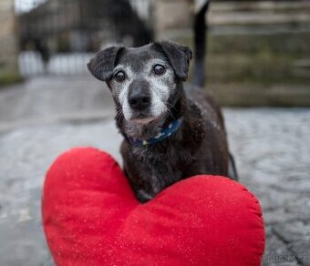LEJLA - 13 kg, kastrovaná fenečka 13 let