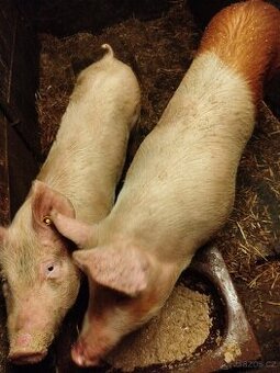 Prodám vykrmené prase