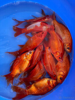 JEZÍRKOVÉ RYBY a TROFEJNÍ JESETERY