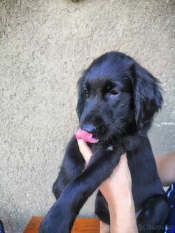 štěňátko Flat Coated Retriever