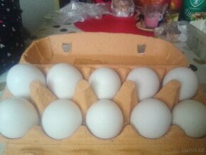 Násadová vajíčka - 1