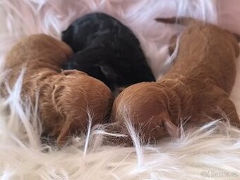 Pudl toy , pudlík, poodle toy s pp