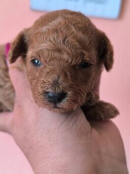 Pudl toy , pudlík, poodle toy s pp