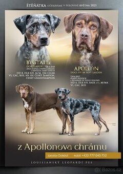 Štěňátka Louisiánského leopardího psa (catahouly)