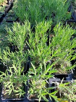 Prodám sazenice levandula 'Grosso' - 1