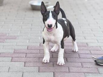 Miniatúrny bullterier / bullterrier / Bulterier