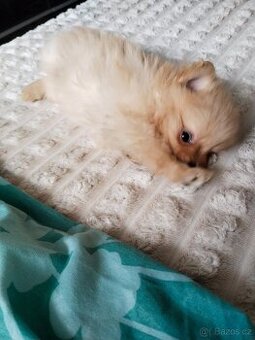 Pomeranian mini Boo - 1