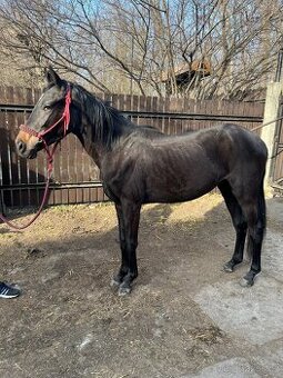 Klisna CS 2 roky