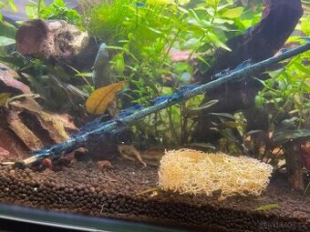 Neocaridina Davidi Blue Dream