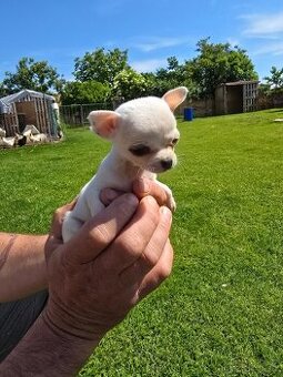 Mini civava