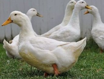 Kachna pekingská