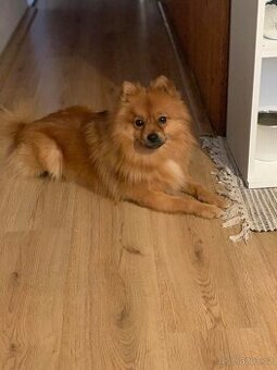 Křížený pomeranian