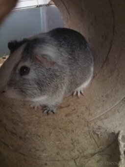 Daruji dvě morčatka