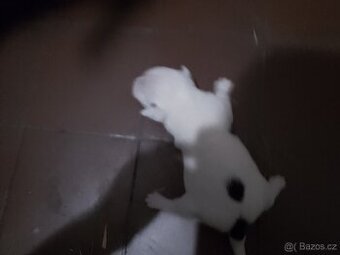 Jack Russel teriér: narození 20.8.2025: aktuální