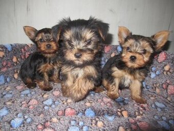 Jorkšírský teriér