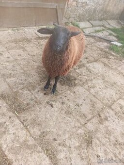 vf beran a nepřibuzná ovce