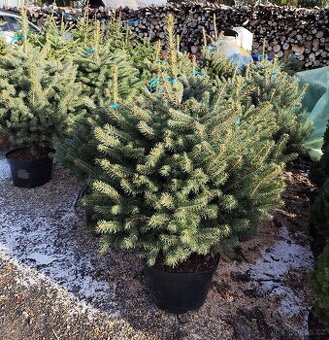 Vánoční stromeček v květináči