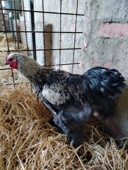 Brahmanka velká - kohout