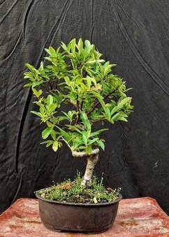 Bonsai, Bonsaj - Hlohyne 4