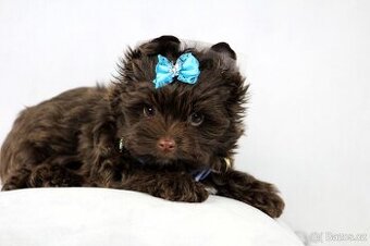 jorkšírský terrier s PP