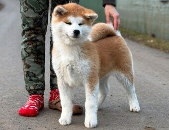 Akita Inu fenka s průkazem původu - odběr ihned