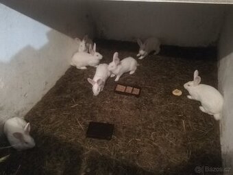 Nabízím bílé samice na chov