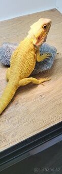 agama vousata