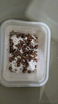 Africký šnek-oblovka