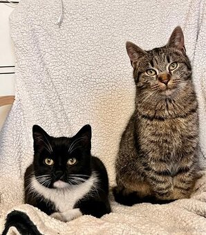 Kocour a kočička - daruji