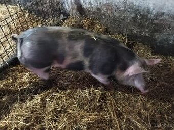 Prodám vykrmené prase