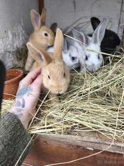 Belgický obr + Hyla