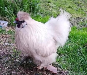 Kohout hedvábničky