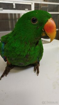 Eklektus  vosmayeri 2.0