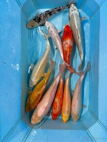Jezírkové ryby Koi kapři